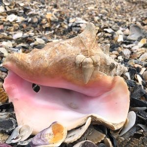 🌟Self Made Shark Tooth Necklace🌟